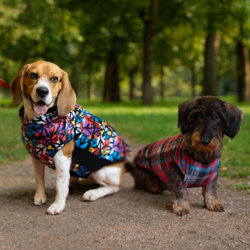 Kóbordogs kutyapulcsi